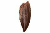 Serrated, Raptor Tooth - Real Dinosaur Tooth #233060-1